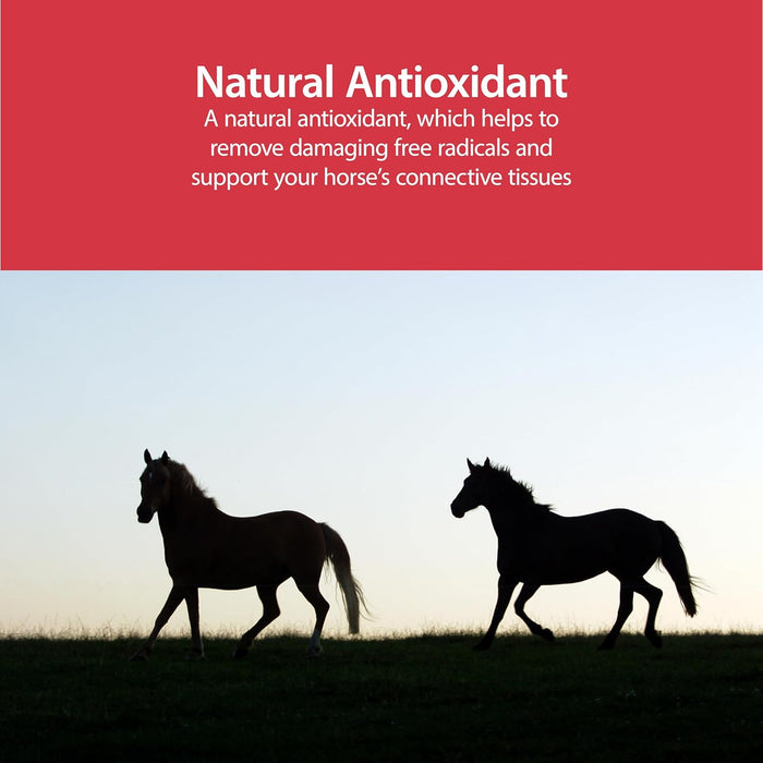AniMed Pure MSM Horse Joint Supplement Horse Care Support USA Made 5lb.
