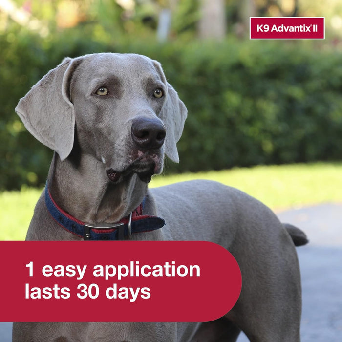 Bayer K9 Advantix II Flea Treatment for XL Dogs 2 Month Supply