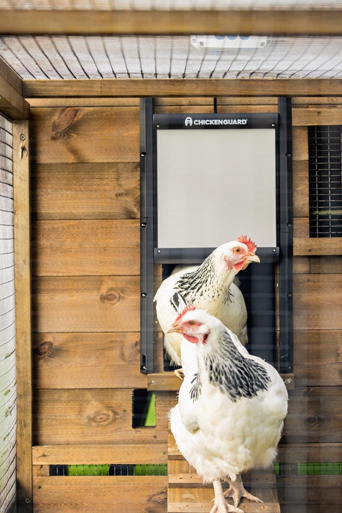 ChickenGuard Premium Automatic Coop Door Opener Lifts Doors Up to 2lbs