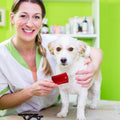Disposable Flea Pet Comb 12-Pack