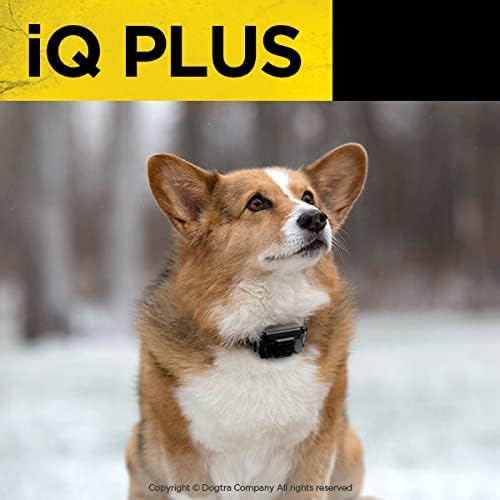 Dogtra iQ Plus Additional Receiver Orange Strap 400-Yard Range Waterproof Small Dogs 10+ lbs