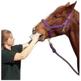 Durvet Apple Flavored Horse Wormer Horse Bot Parasites Equine Wormer (x4) Durvet
