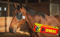 Durvet Shut-Eye Cement Tube 5 oz. Livestock Pinkeye Patch Adhesive Tagging