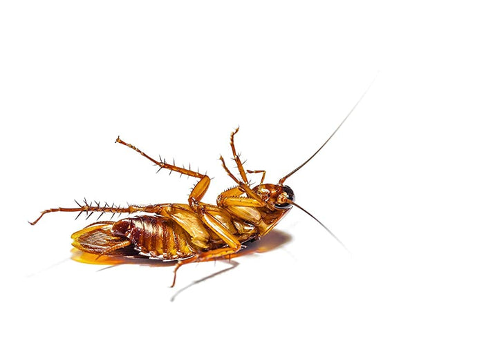 Enforcer Roach Ridd with Boric Acid 16 oz Roach Ant Silverfish Killer Powder 2-Pack