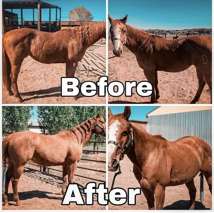 Equiade Body Builder Oil Supplement 32 oz. Coat Shine & Muscle Support for Animals