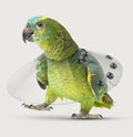 KVP Elizabethan Bird Saf-T Avian Cone Neck E-Collar 2.0"-2.75" 6" Diameter SS406XS
