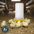 Little Giant 1 Qt Plastic Chick Feeder Jar & Base Set Yellow Baby Poultry