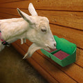 Little Giant 1 Quart Mineral Feeder Green Livestock Salt Block Holder Mountable
