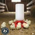Little Giant 1 Quart Plastic Chick Feeder Jar & Base Set Red Baby Poultry