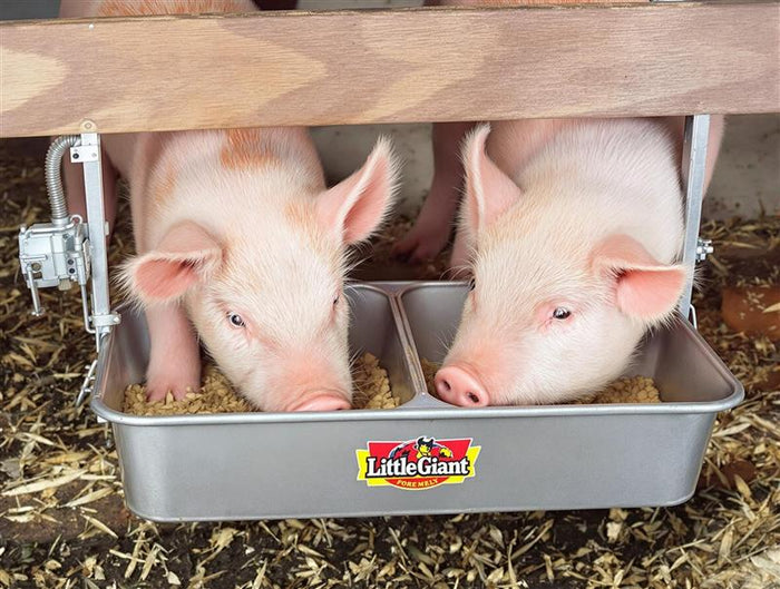 Little Giant 2-Hole Baby Pig Feeder - 7lb Galvanized Steel Nursery Feeder