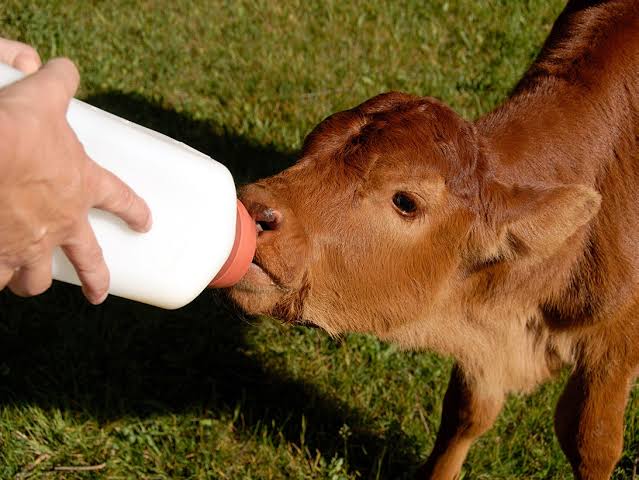 Little Giant 2 Qt Screw-On Nursing Bottle for Calves Bottle Only