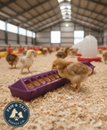 Little Giant 20" Plastic Flip-Top Poultry Ground Feeder, Purple Chickens Birds