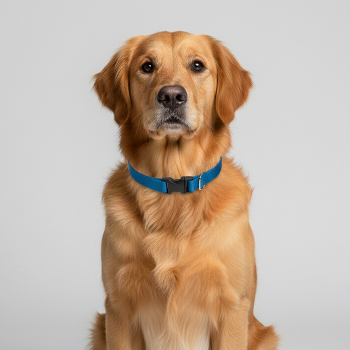 Lupine Pet 2 Hole Adjustable Nylon Replacement Dog Collar Strap 3/4 inch, Aqua