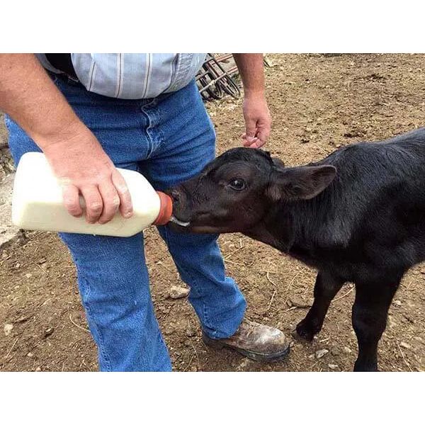 Miller 3 Quart Nursing Bottle with Screw-On Nipple Calf Lamb Kid Feeder
