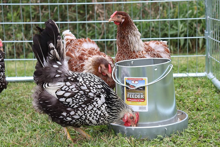 Miller Galvanized Hanging Chicken Feeder 12 lb Metal Poultry Feed Dispenser 2-Pack