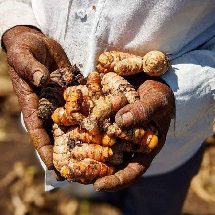 New Harvest Turmeric