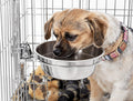 OmniPet Stainless Steel Coop Cup Food or Water Bowl for Pet 20oz.