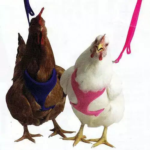 Original Valhoma Chicken Hen Harness Breathable Mesh with Leash Combo