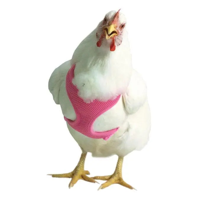 Valhoma Pet Chicken Harness and/or Leash Bright Fun Colors Pet Duck Goose Valhoma