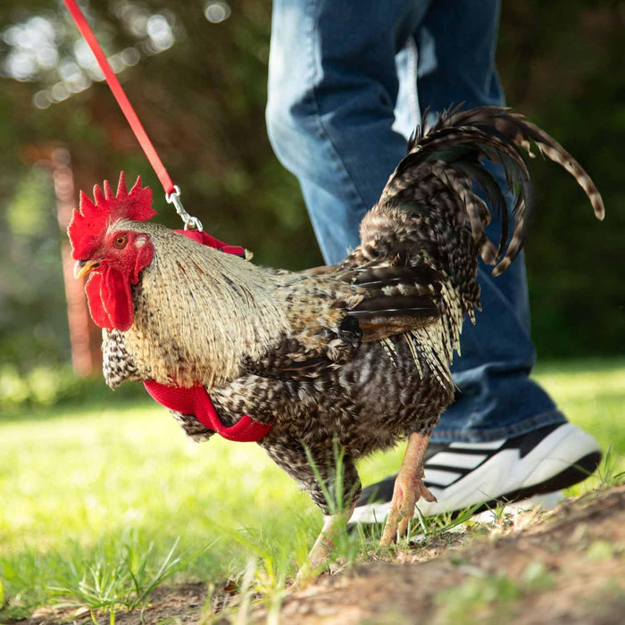 Original Valhoma Rooster Harness Breathable Mesh with 6-Feet Leash Combo