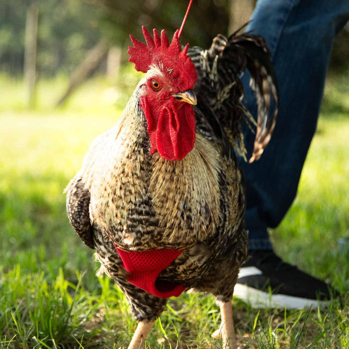 Original Valhoma Rooster Harness Breathable Mesh with 6-Feet Leash Combo