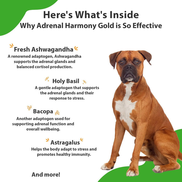 Pet Wellbeing Adrenal Harmony Gold for Dogs 2 oz.