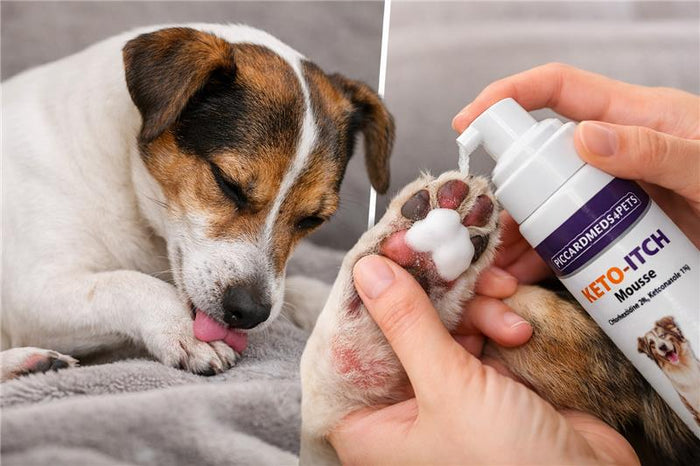 Piccardmeds4pets Keto-Itch Plus Antiseptic Mousse for Cats & Dogs 7 oz.
