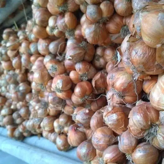 Purple Shallot Slices