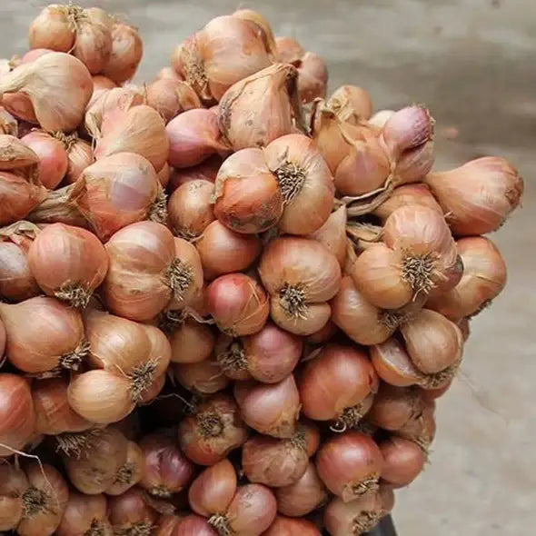 Purple Shallot Slices