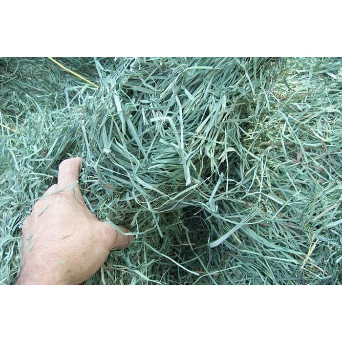 Standlee Premium Orchard Grass Hay 48oz. Bag Small Animal Forage USA Grown