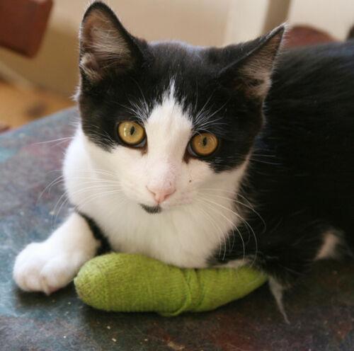 Wrap-It-Up 4" Self Cohesive Flexible Bandages Pets Animals & Humans 18CT, Green Piccardmeds4pets.com
