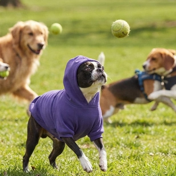 Zack & Zoey Basic Hoodie for Dogs Ultra Violet Cotton Blend Large 20"
